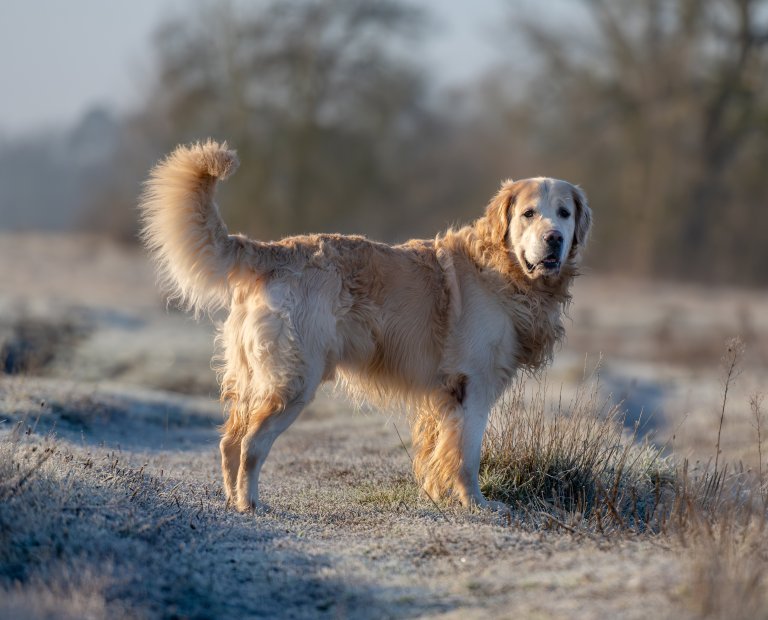 Golden retriever nella foresta