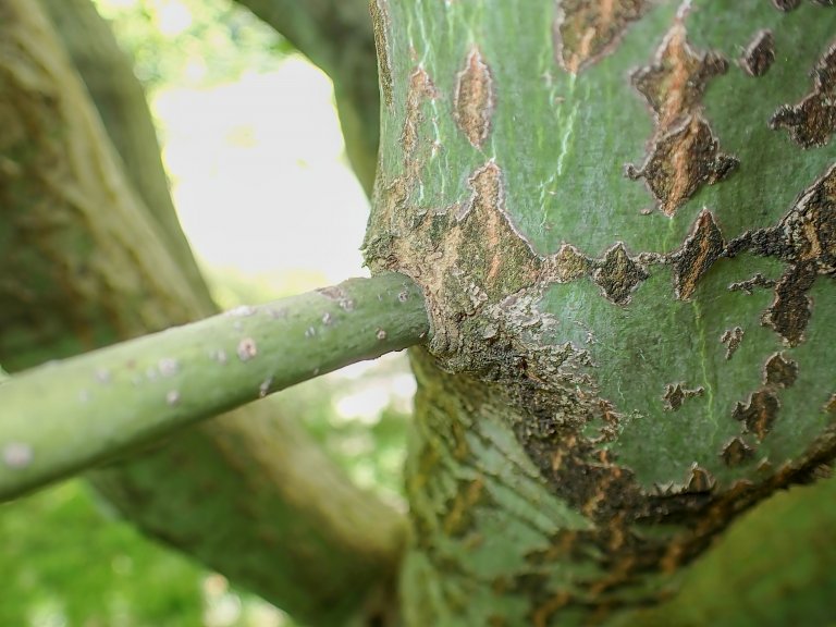 Acer palmatum fusto internodo