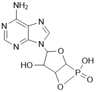 Adenosin monofosfato camp