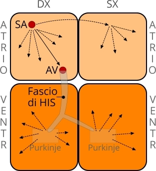 Apparato cardiocircolatorio conduzione elettrica cuore