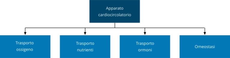 Apparato cardiocircolatorio funzioni principali schema