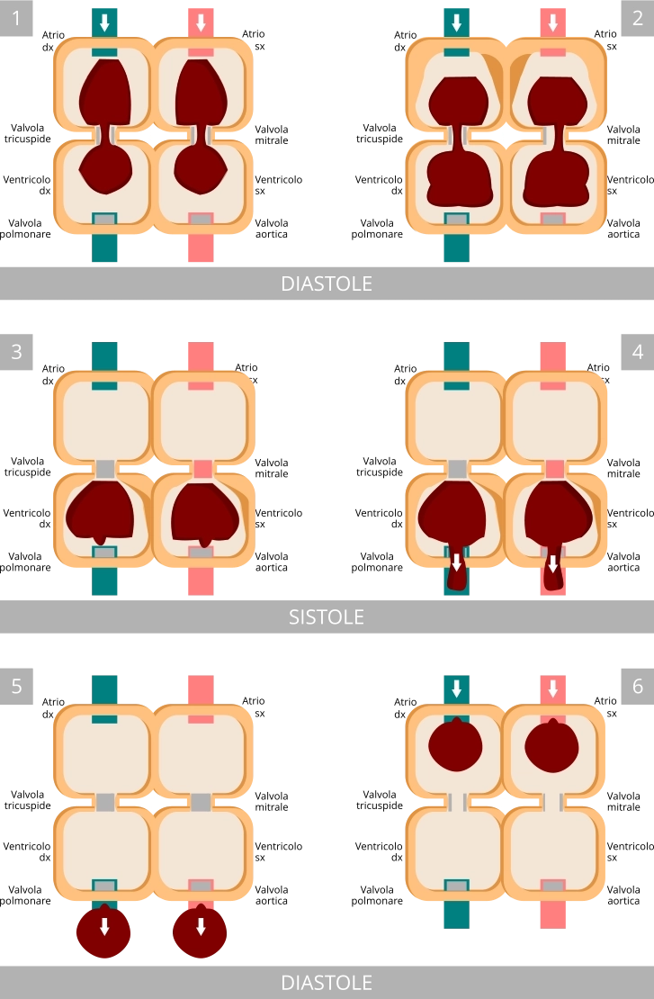 Apparato cardiocircolatorio fasi del ciclo cardiaco