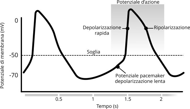 Apparato cardiocircolatorio genesi potenziale azione pacemaker