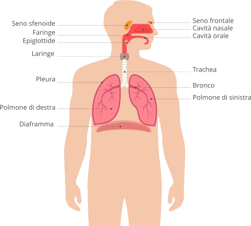 Apparato respiratorio organi vie aeree polmoni