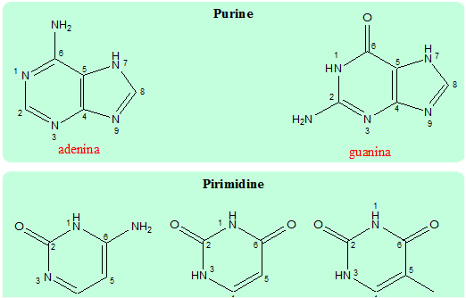 Basi azotate puriniche e pirimidiniche