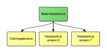 Beta-herpesvirus