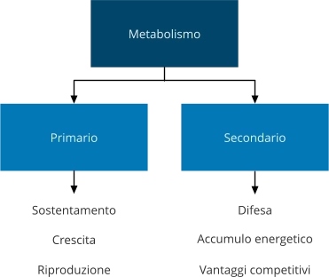 Metabolismo primario secondario