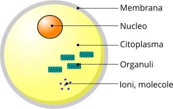 Cellula eucariotica schema