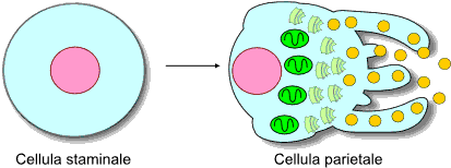 Cellula staminale confronto parietale