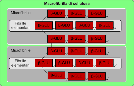 Cellulosa e fibrille elementari