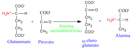 Ciclo del glucosio-alanina