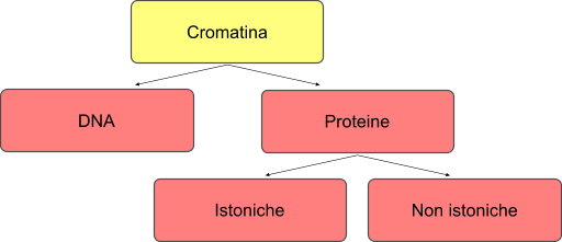 Classificazione della cromatina