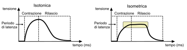 Contrazione isotonica isometrica