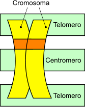 Cromosoma: telomero e centromero