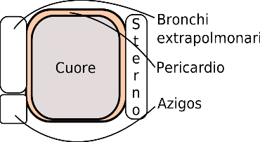 Rapporti anatomici del cuore