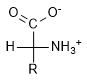 D-aminoacido