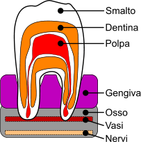 Sezione del dente