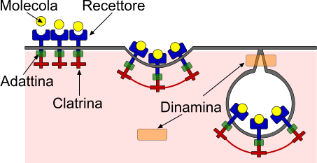 Endocitosi meccanismo adattina clatrina
