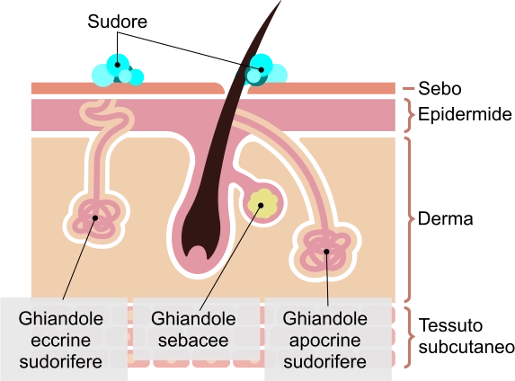 Endocrinologia ghiandole sudore peli