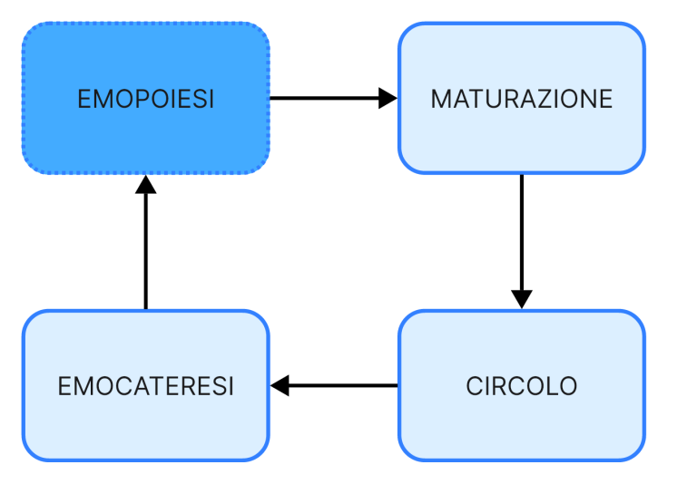 Ciclo vitale dei globuli rossi