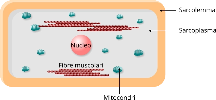 Struttura dei cardiociti