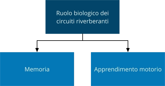 Fisiologia circuiti riverberanti funzioni biologiche