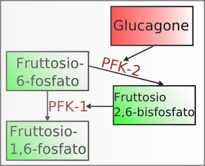 PFK-2 fruttosio 1,6-bisfosfato.png