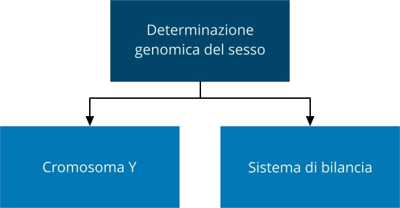 Genetica determinazione del sesso cromosomi