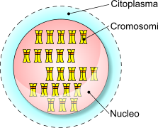 genoma-cromosomi-eucariotici.png