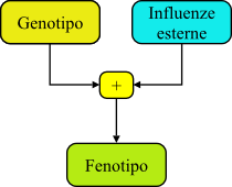 Genotipo e fenotipo
