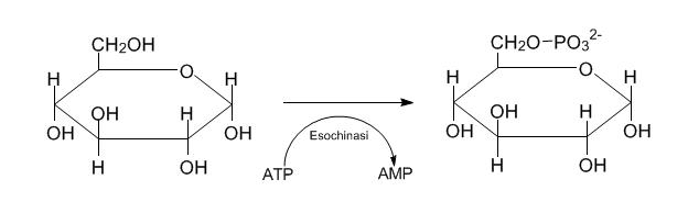 Glicolisi fase 1 glucosio 6-fosfato