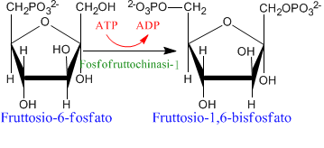 glicolisi-fruttosio-6-fosfato-fruttosio-1-6-bisfosfato.png