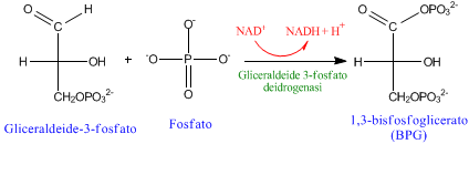 glicolisi-gliceraldeide-3-fosfato-1-3-bisfosfoglicerato.png