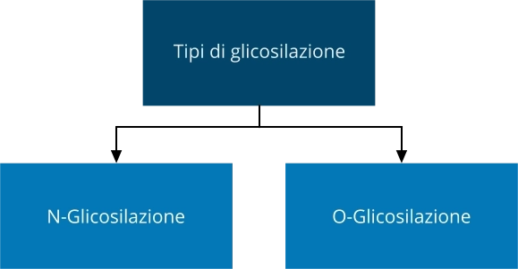 Glicosilazione tipi