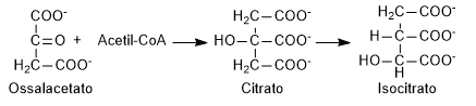 Ciclo dei gliossilato, formazione del citrato e dell'isocitrato