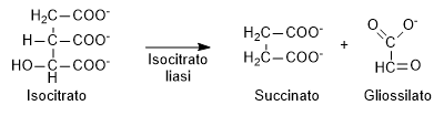 Ciclo del gliossilato, formazione del gliossilato dall'isocitrato