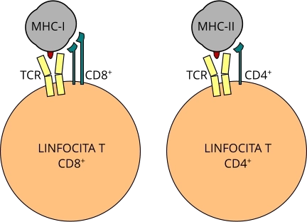 Immunologia linfociti t cd4 cd8 tcr