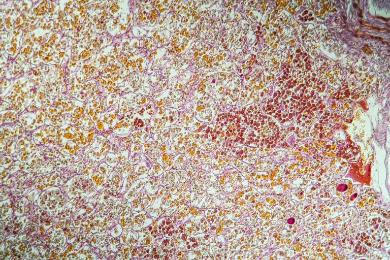 Porzione di tessuto ipofisario al microscopio