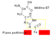 Istidina e7 emoglobina monossido di carbonio