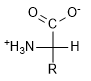L-aminocido, struttura generica