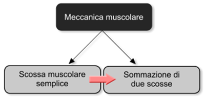 meccanica-muscolare.png