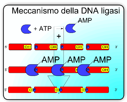 Meccanismo DNA ligasi