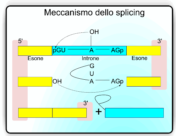 meccanismo-splicing.png