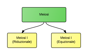 Fase I e fase II della meiosi