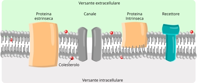Membrana parete cellulare
