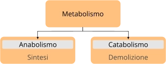 Metabolismo anabolismo catabolismo