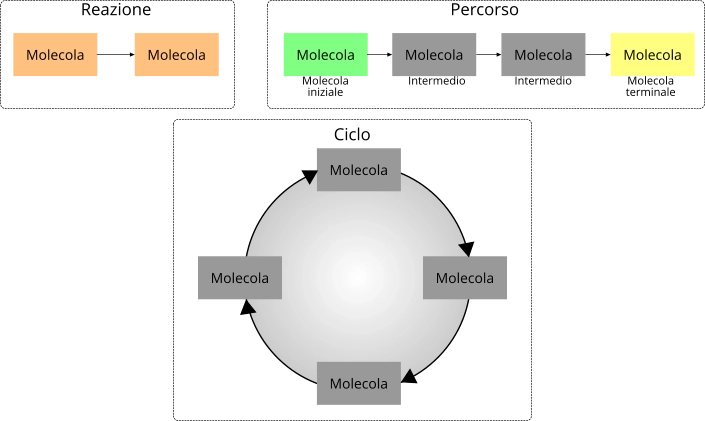 Metabolismo percorso reazione ciclo