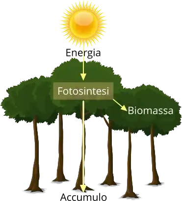 Metabolismo piante schema