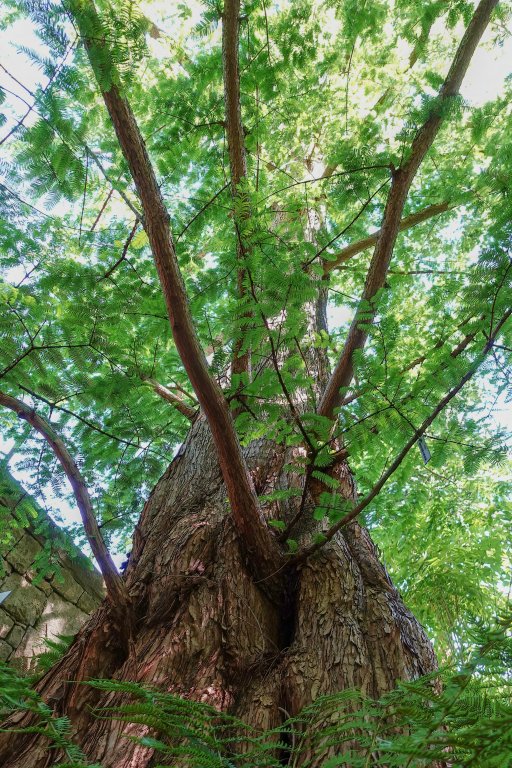 Metasequoia glyptostroboides fusto