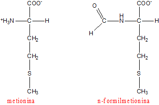 Metionina e n-formilmetionina